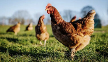 En Seine-Maritime, près de 400 poules risquent l'abattoir : voici comment les sauver