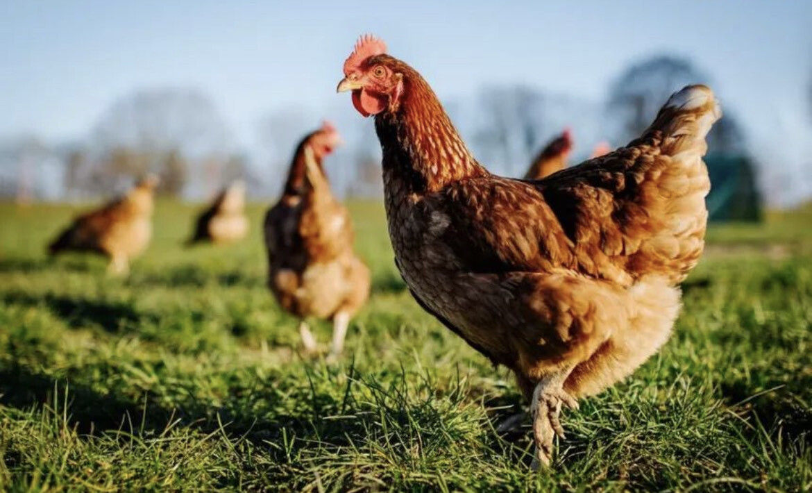 En Seine-Maritime, près de 400 poules risquent l'abattoir : voici comment les sauver
