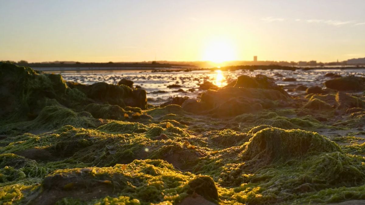 Coucher de soleil sur les Prés Salés de La Teste - Michal D.