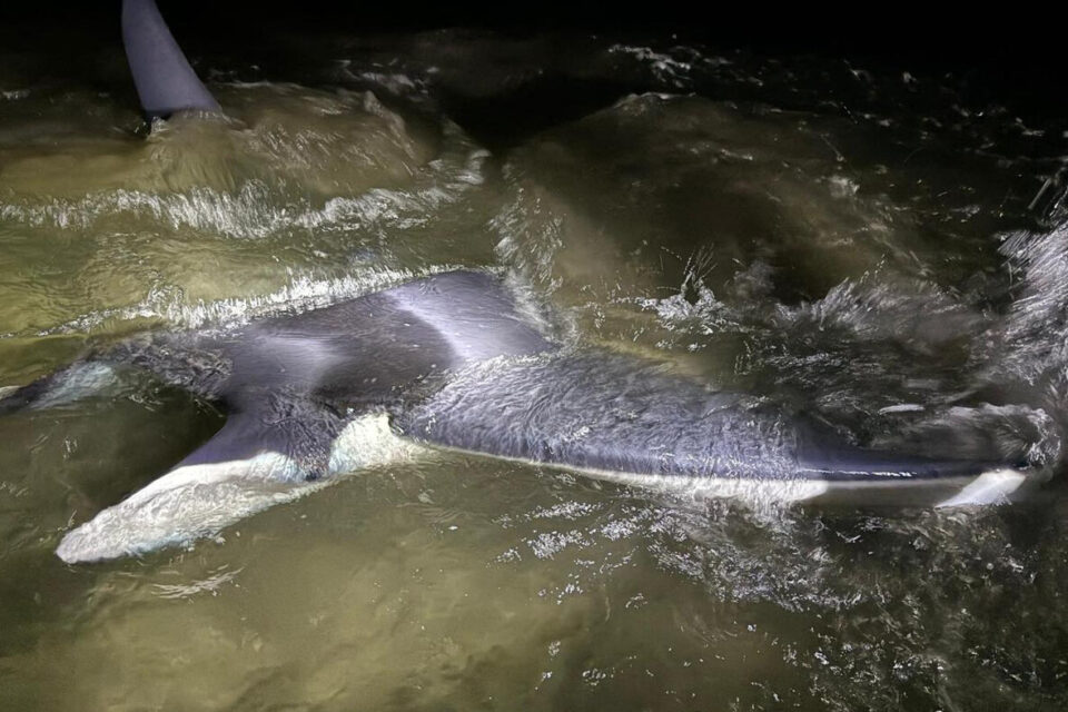 Une raie Mobula s'est échouée sur la plage du Grau-du-Roi (Gard). Malheureusement, elle n'a pas survécu.