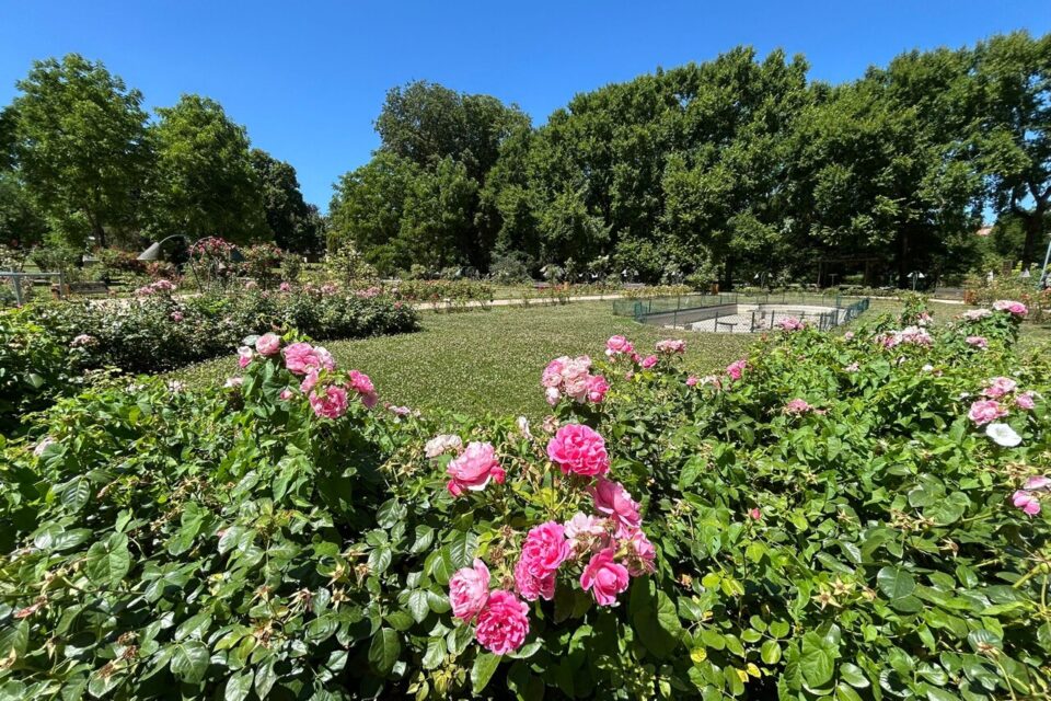 La roseraie du parc de la Pépinière à Nancy va connaître une vaste transformation d'ici 2027.