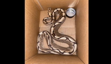 Grenoble. Ils tombent nez à nez avec un énorme serpent chez eux après la Fête de la musique