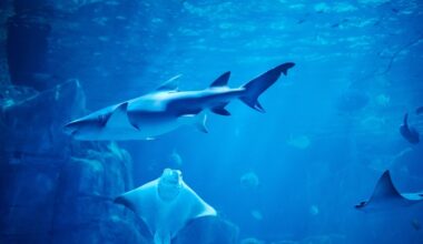 une coalition voit le jour pour sauver les requins et les raies