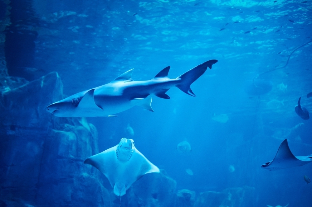 une coalition voit le jour pour sauver les requins et les raies
