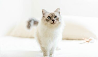 votre chat sera-t-il élu le plus beau de l'année 2025 ? Le concours est lancé