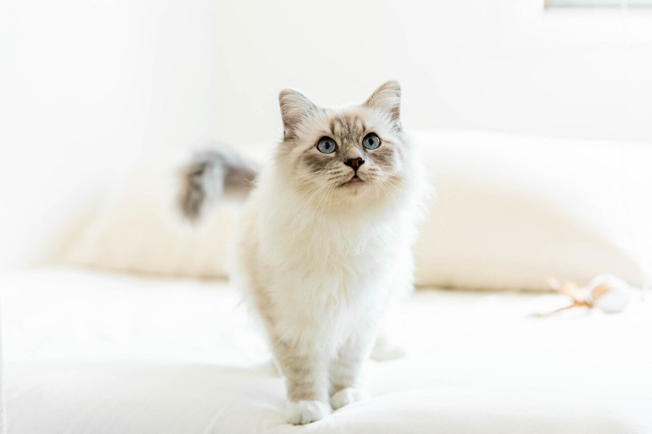 votre chat sera-t-il élu le plus beau de l'année 2025 ? Le concours est lancé