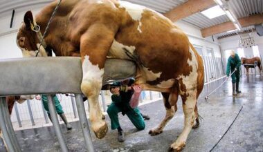 Un Vaste Vol de Sperme de Taureau Estimé à 30 000 Euros Secoue une Ferme