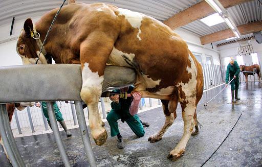 Un Vaste Vol de Sperme de Taureau Estimé à 30 000 Euros Secoue une Ferme