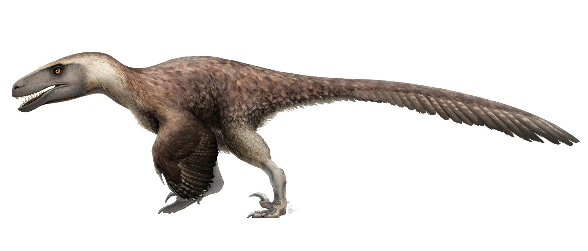Utahraptor