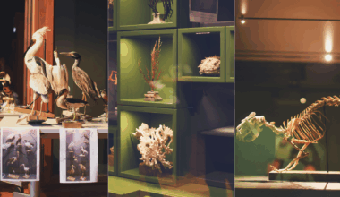 à Strasbourg, balade dans les coulisses du Musée zoologique 2.0