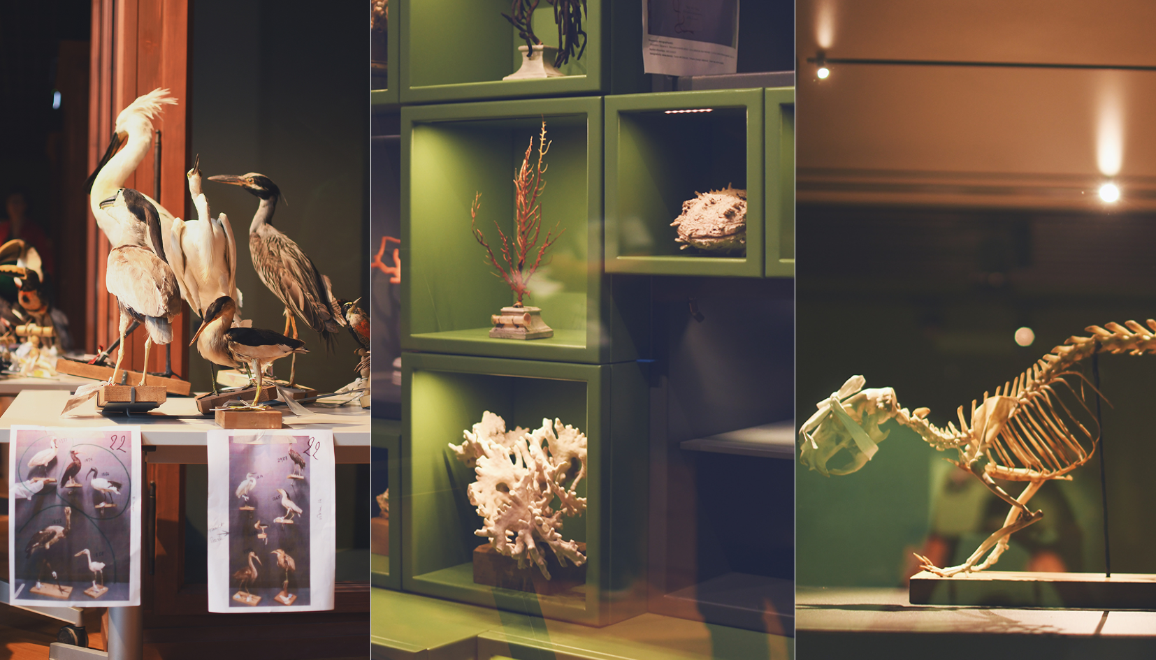 à Strasbourg, balade dans les coulisses du Musée zoologique 2.0