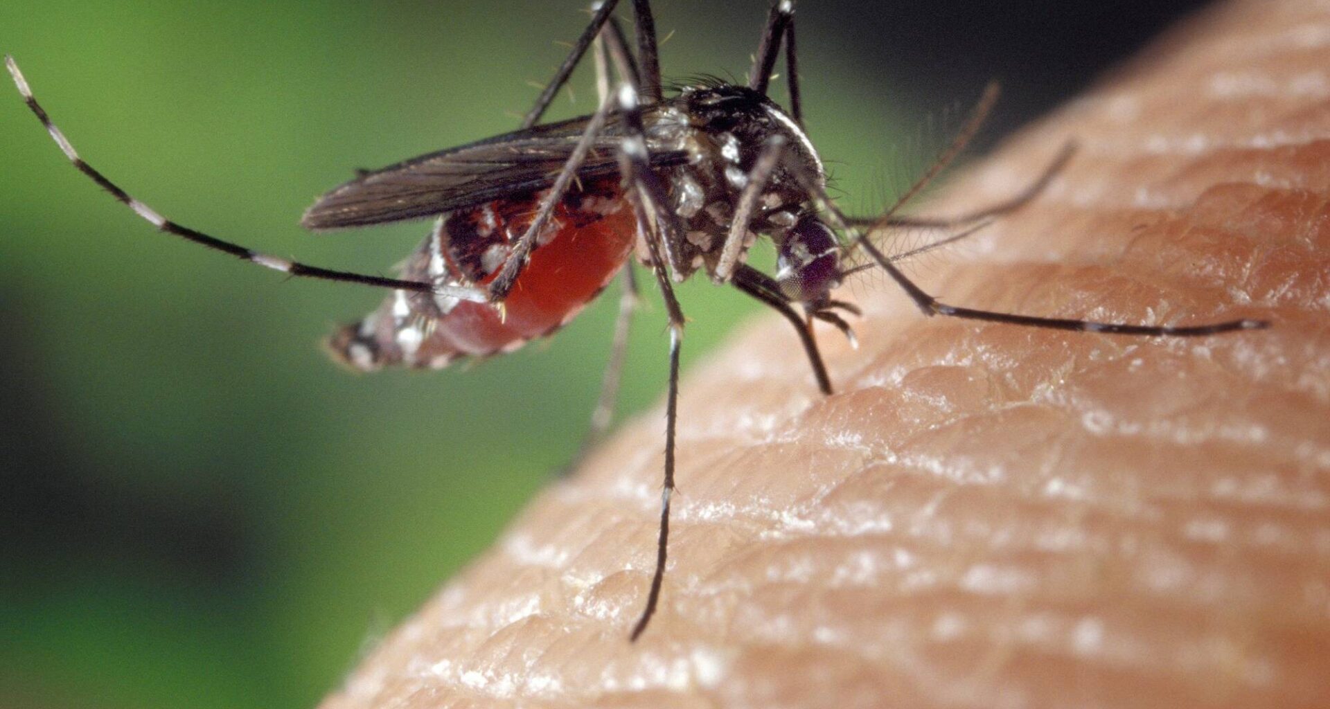 La rumeur enflamme les réseaux sociaux: y a-t-il vraiment un cas de dengue autochtone dans les Alpes-Maritimes?