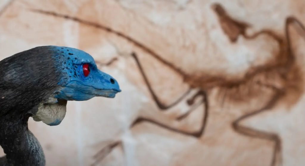 Fossile d’archéoptéryx parfaitement conservé dans une roche calcaire, montrant les os et la longue queue vertébrée.