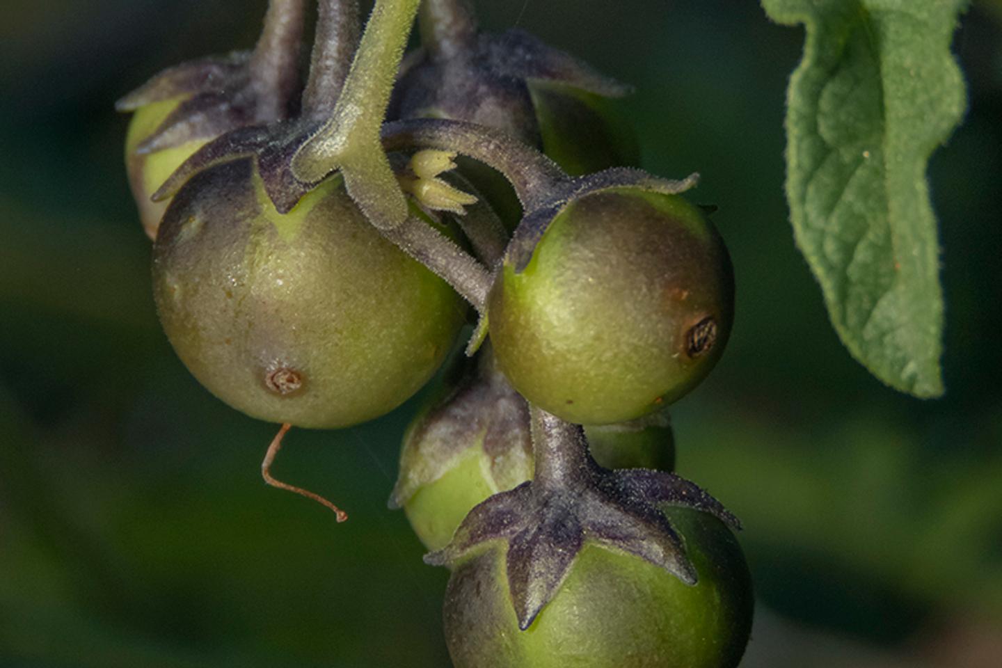 La pomme de terre a pour ancêtre… la tomate, selon une étude récente