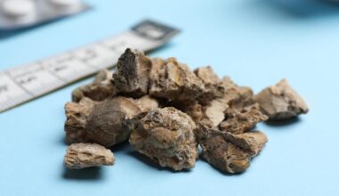 les promesses d’une bactérie mangeuse de calcium implantée dans l’intestin