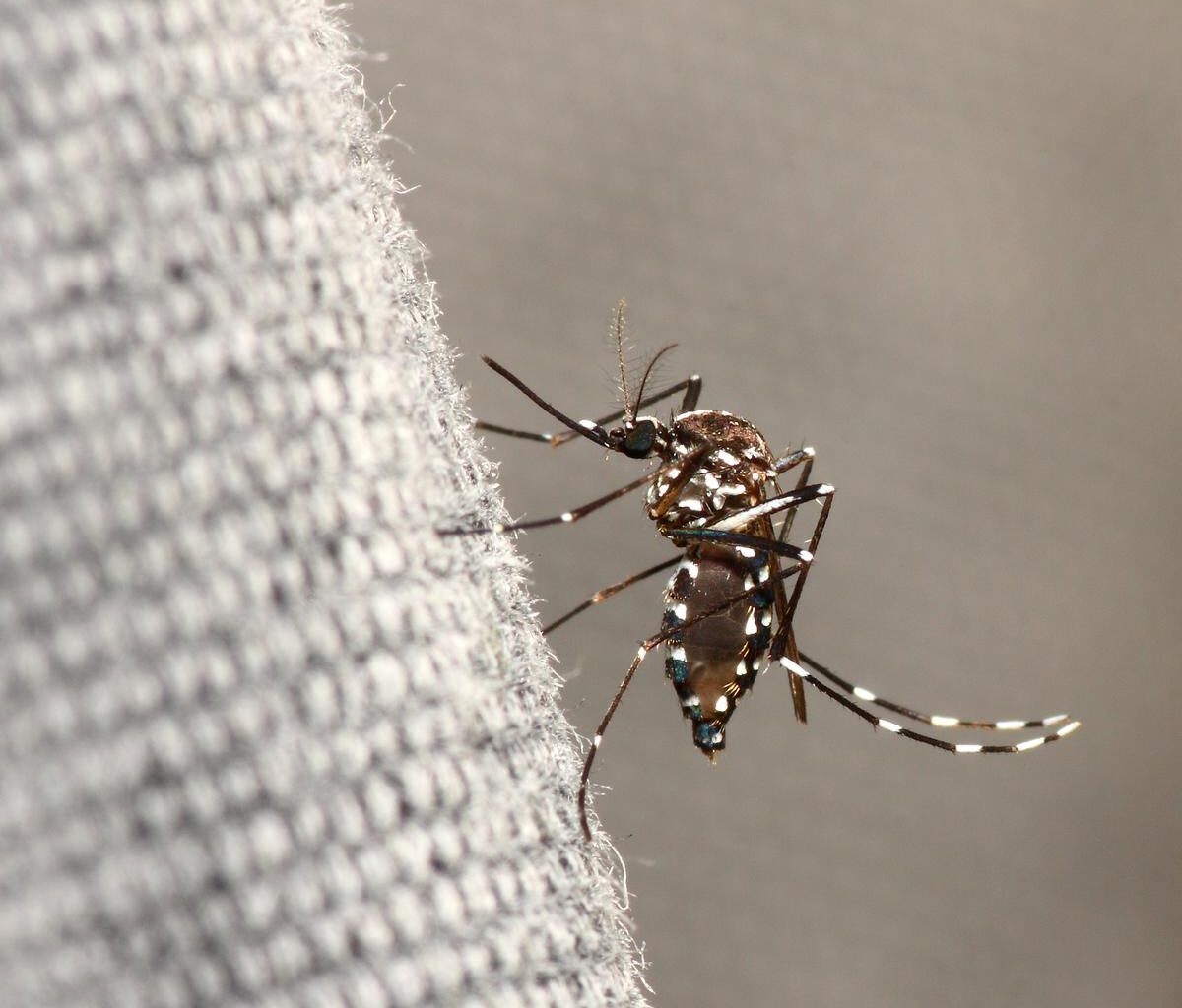 Un cas autochtone de chikungunya détecté dans les Pyrénées-Atlantiques : ce qu’il faut savoir