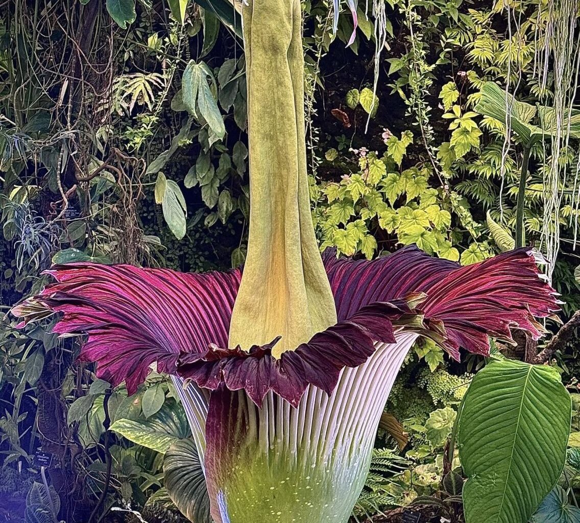 C’est historique : un nouveau phallus de titan va fleurir au jardin botanique de Villers-lès-Nancy