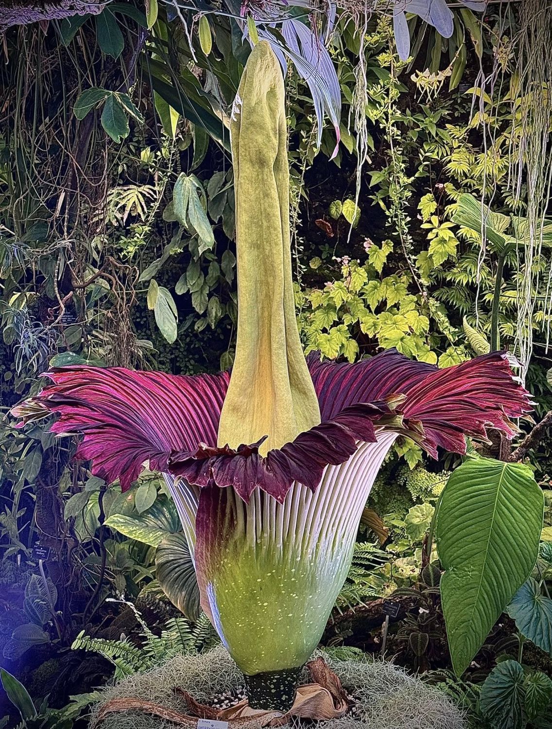 C’est historique : un nouveau phallus de titan va fleurir au jardin botanique de Villers-lès-Nancy