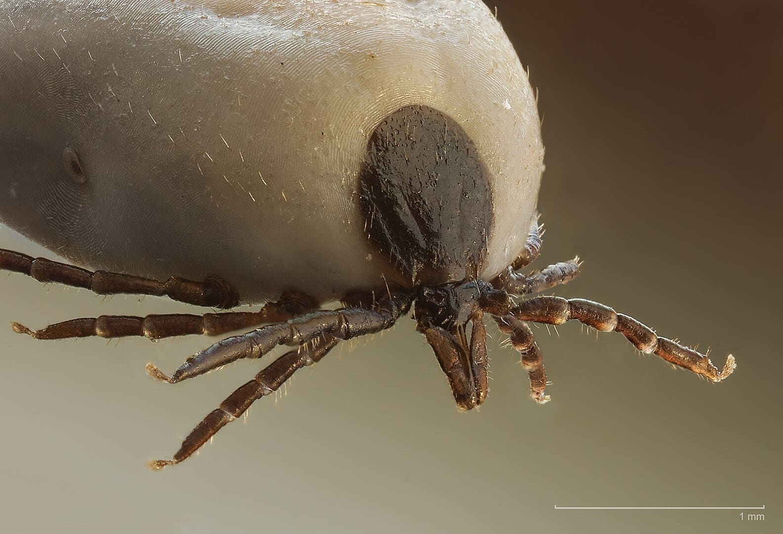 tique du mouton Lyme