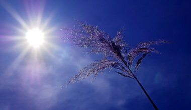 Saint-Etienne déclenche son plan canicule pour cet été