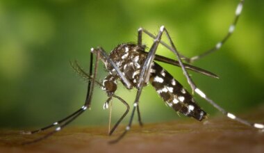 Gironde : un premier cas autochtone de chikungunya détecté