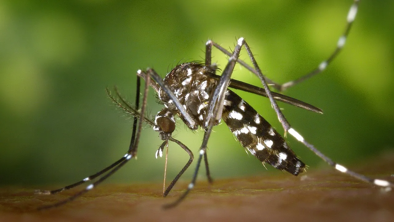 Gironde : un premier cas autochtone de chikungunya détecté