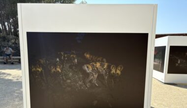 "Quand leur journée de travail se termine, la mienne commence" : ce photographe a immortalisé les animaux de la Réserve africaine de Sigean la nuit