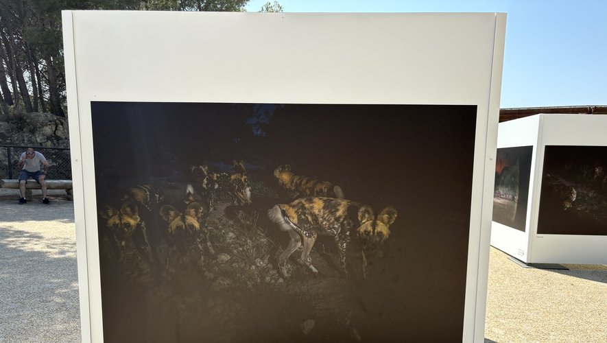 "Quand leur journée de travail se termine, la mienne commence" : ce photographe a immortalisé les animaux de la Réserve africaine de Sigean la nuit