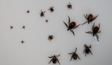 Les cas d’encéphalite à tiques se multiplient en Suisse, ce qu’il faut savoir sur cette maladie