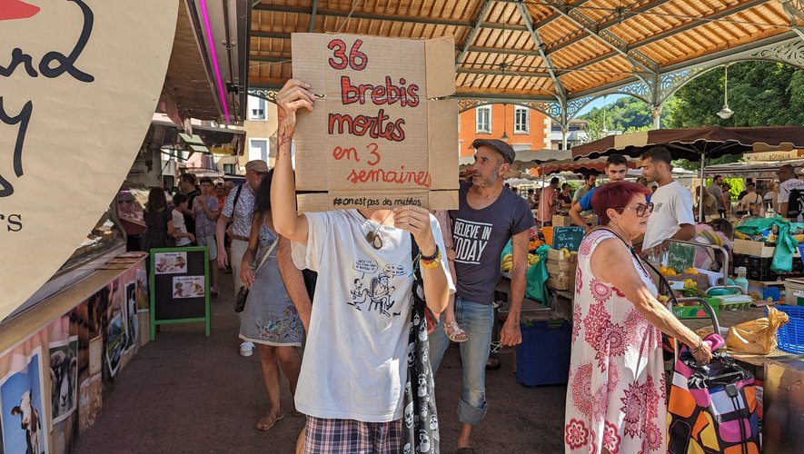 "36 brebis mortes en trois semaines" : un éleveur perd un tiers de son cheptel, l’État refuse de l’indemniser