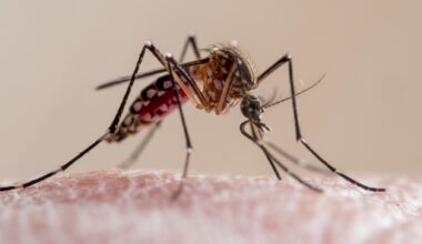 Le nombre de foyers de chikungunya grimpe en flèche dans l’Hexagone, les conseils pour se protéger