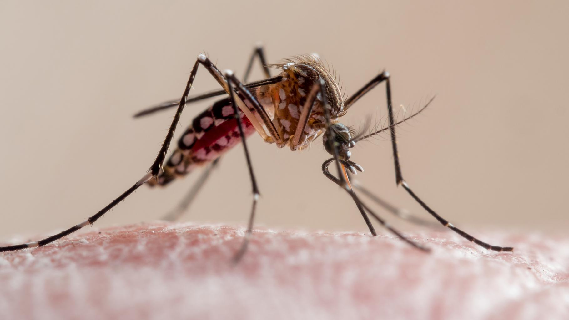Le nombre de foyers de chikungunya grimpe en flèche dans l’Hexagone, les conseils pour se protéger