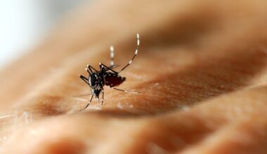 Chikungunya dans l’Hérault : trois nouveaux cas autochtones identifiés à Castries, que sait-on sur l’état de santé des malades ?
