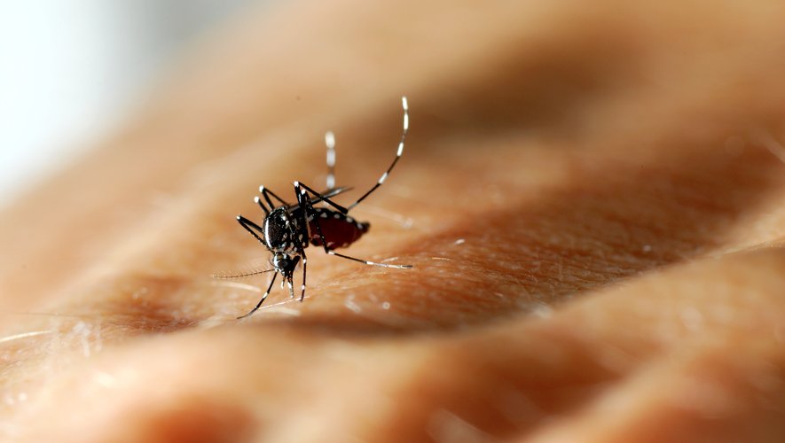 Chikungunya dans l’Hérault : trois nouveaux cas autochtones identifiés à Castries, que sait-on sur l’état de santé des malades ?