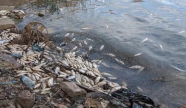 Vers une réduction de la pollution due aux eaux usées d'ici cinq ans