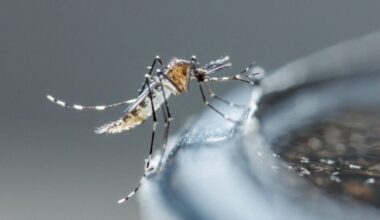 Loire. Un deuxième cas de dengue détecté dans cette ville, des mesures prises