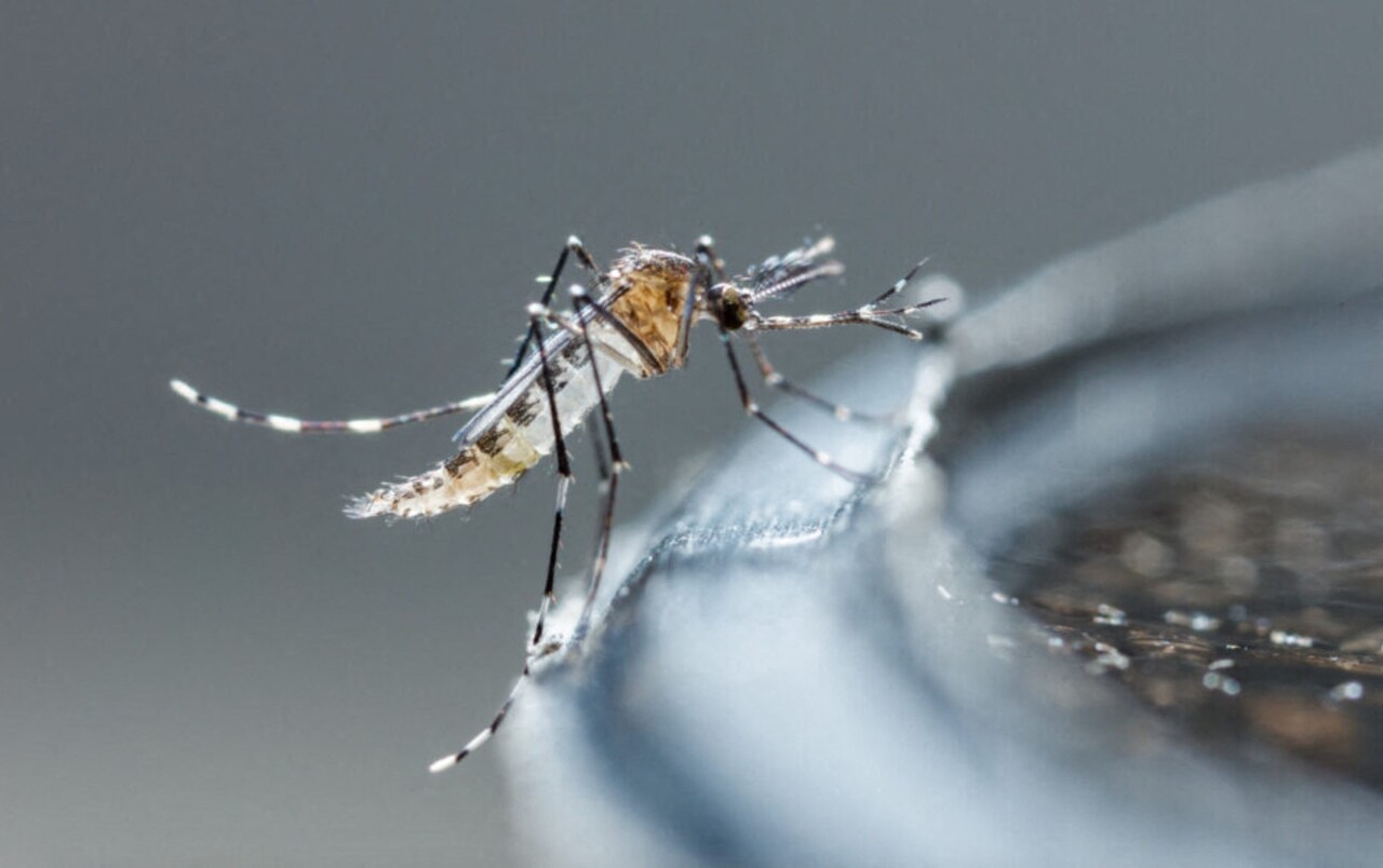 Loire. Un deuxième cas de dengue détecté dans cette ville, des mesures prises
