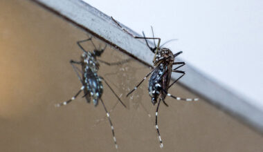 Grenoble. Un nouveau cas de chikungunya détecté dans cette commune : l'ARS agit