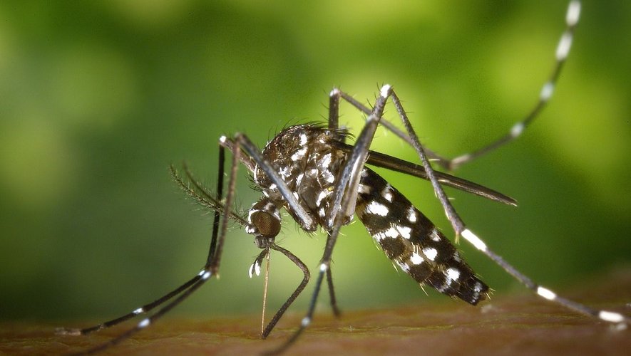 "Éviter une potentielle chaîne de transmission de la maladie": opération de démoustication après un cas suspect de chikungunya
