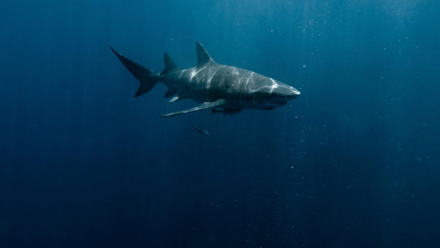 "Des blessures longues et profondes" : un enfant de 7 ans attaqué par un requin alors qu’il jouait dans l’eau