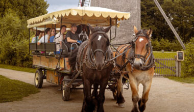 Promenades en calèche, spectacles... La fête du cheval, c'est ce dimanche à Villeneuve-d'Ascq