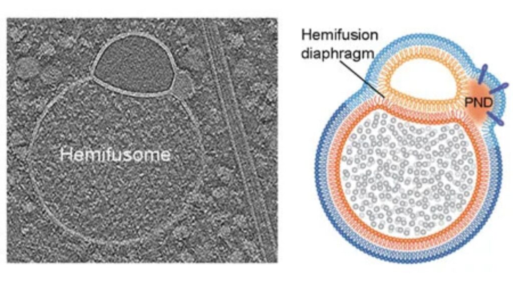 La tomographie cryo-électronique (à gauche) et le schéma correspondant (à droite) mettent en évidence la structure distinctive d'un hémifusome, où deux membranes vésiculaires se connectent par un diaphragme d'hémifusion // Source : University of Virginia