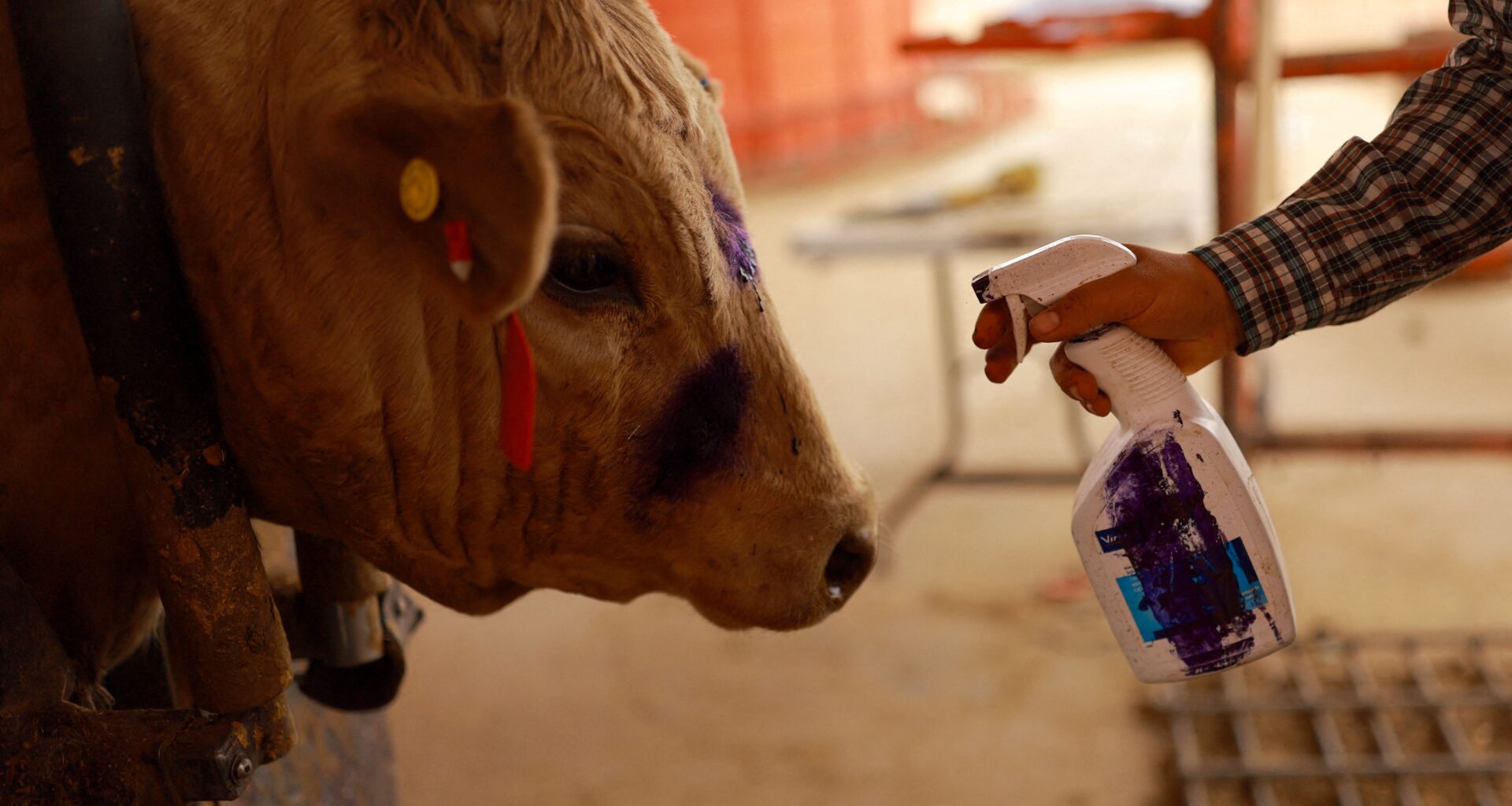 Les États-Unis suspendent de nouveau les importations de bovins mexicains en raison du parasite ver de la vis