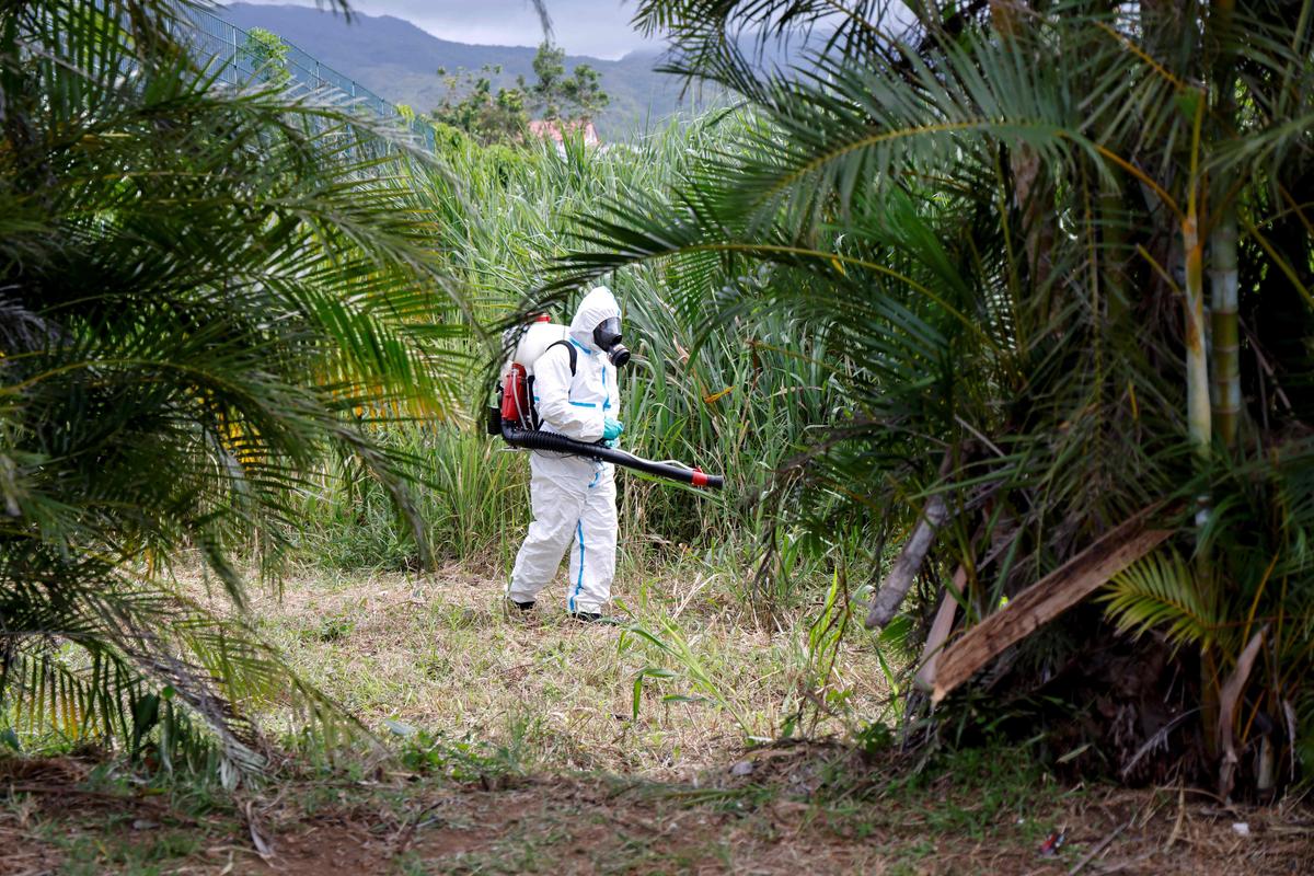 Comme ici à La Réunion, où sévit une épidémie de chikungunya, la démoustication est une arme essentielle pour lutter contre la propagation des moustiques-tigres.