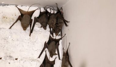 Un Australien meurt d'un virus transmis par une morsure de chauve-souris : Actualités