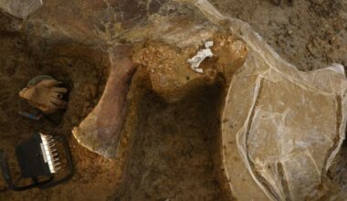 Une nouvelle espèce de dinosaure continue de sortir de terre en Charente : Actualités