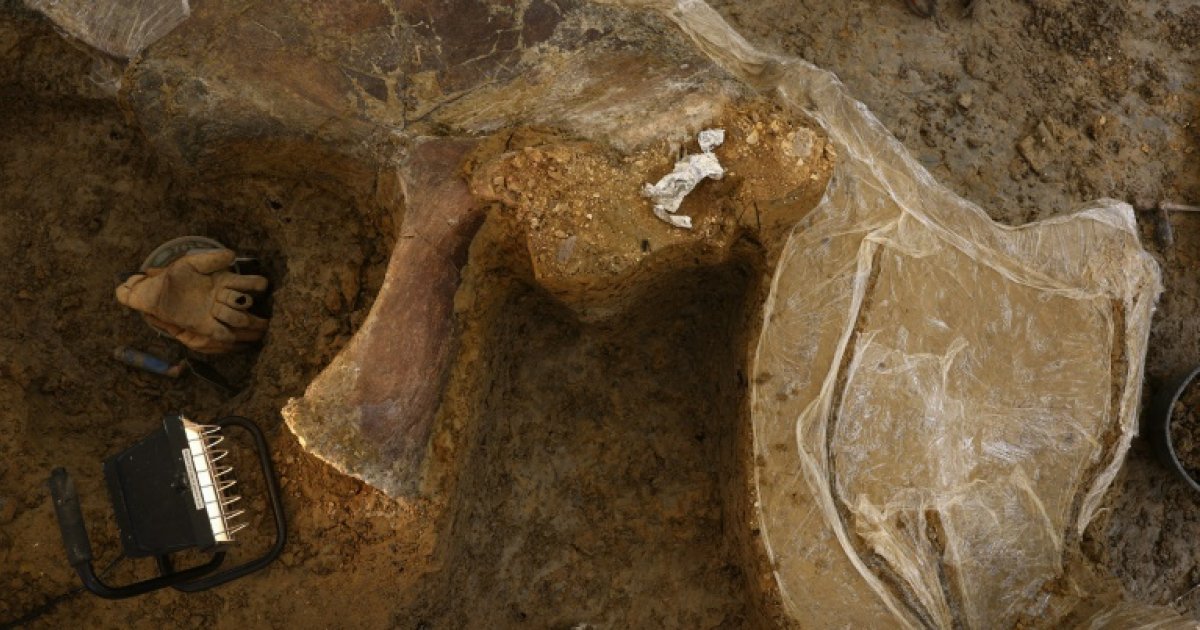 Une nouvelle espèce de dinosaure continue de sortir de terre en Charente : Actualités