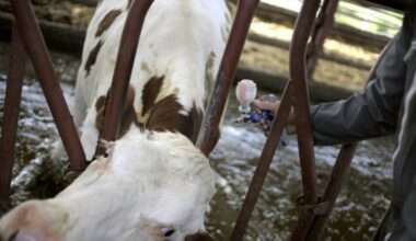 Dermatose des bovins: l'Etat démarre la vaccination de 285.000 bovins : Actualités