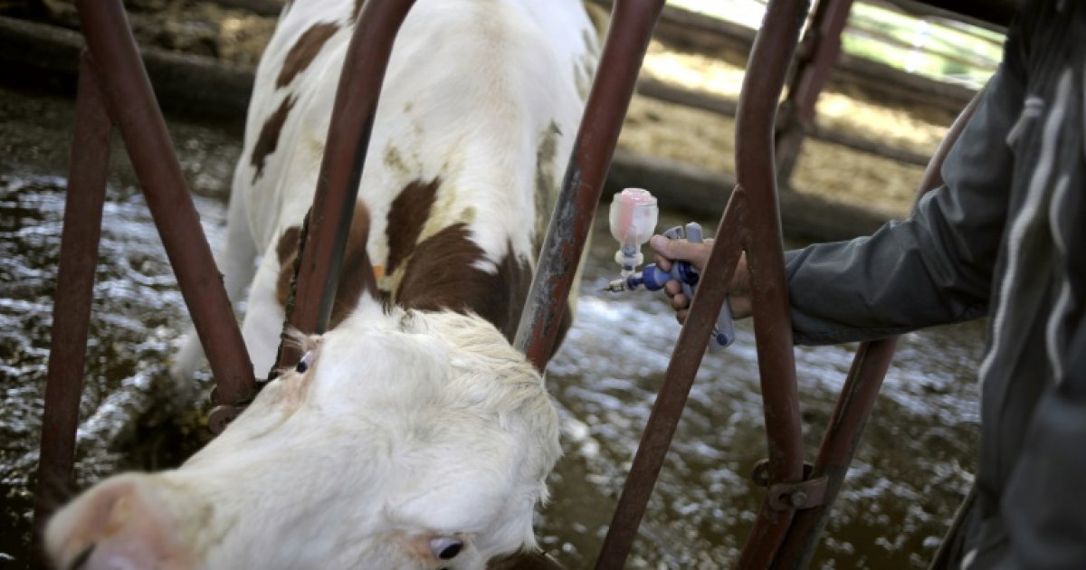 Dermatose des bovins: l'Etat démarre la vaccination de 285.000 bovins : Actualités