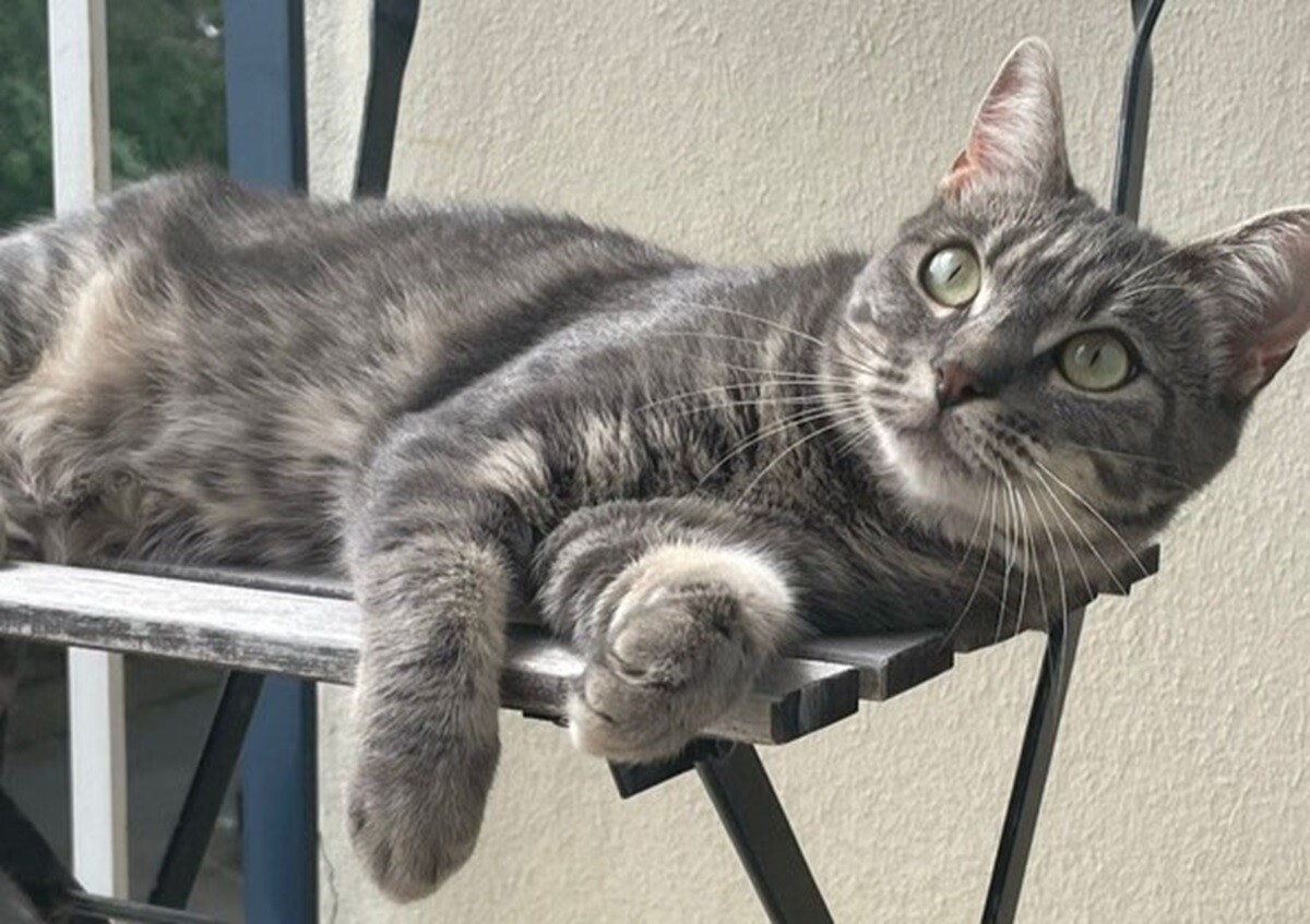 Tombée du 3e étage d'un immeuble à Rennes, la chatte Gojo a disparu depuis plusieurs jours
